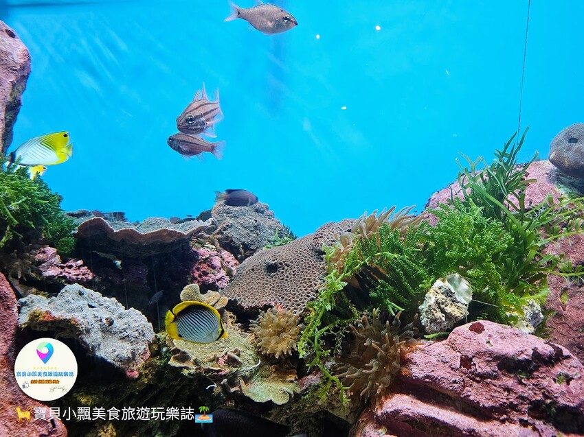 日本[旅遊]長崎 探秘九十九島水族館「海閃閃」 夢幻海洋世界與獨特體驗