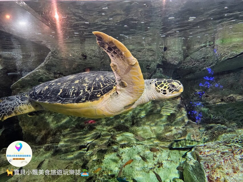 日本[旅遊]長崎 探秘九十九島水族館「海閃閃」 夢幻海洋世界與獨特體驗