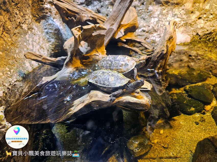 日本[旅遊]長崎 探秘九十九島水族館「海閃閃」 夢幻海洋世界與獨特體驗