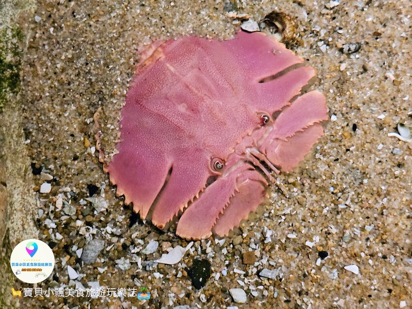 日本[旅遊]長崎 探秘九十九島水族館「海閃閃」 夢幻海洋世界與獨特體驗
