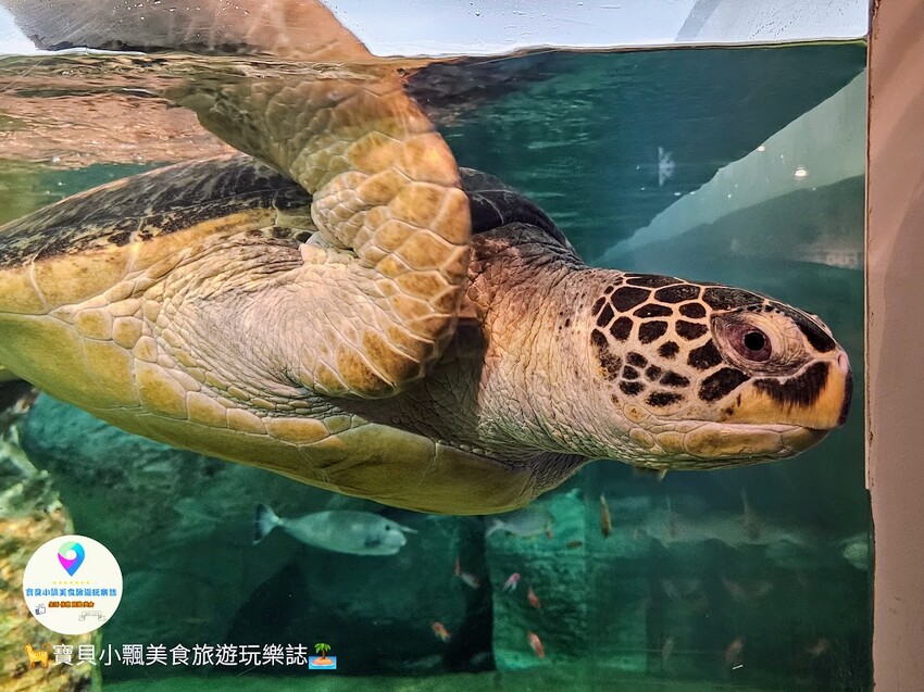日本[旅遊]長崎 探秘九十九島水族館「海閃閃」 夢幻海洋世界與獨特體驗