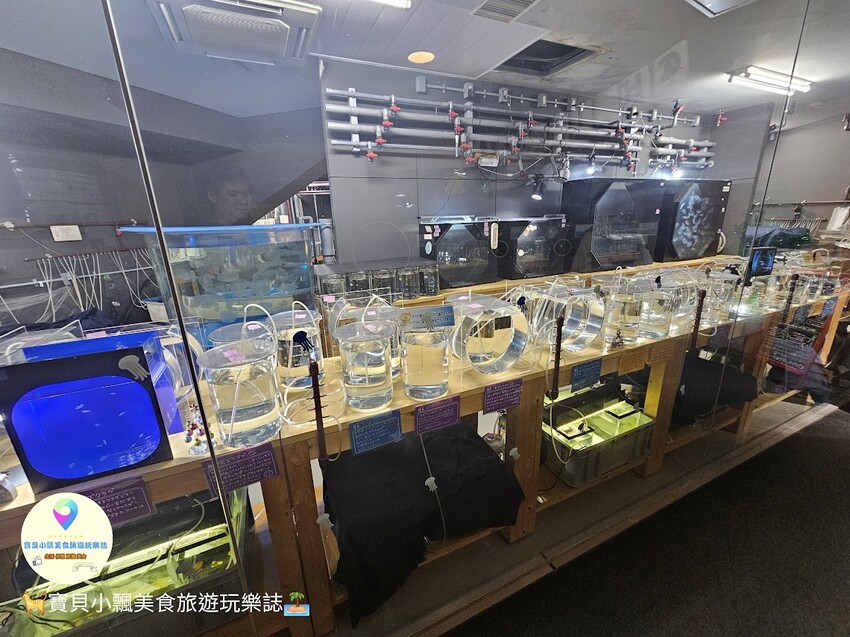 日本[旅遊]長崎 探秘九十九島水族館「海閃閃」 夢幻海洋世界與獨特體驗