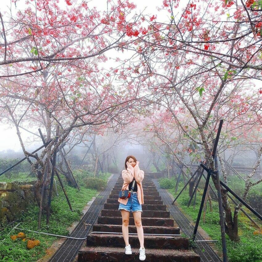 南投縣竹山鎮太極美地|推薦12處竹山鹿谷景點、行程路線,來場充滿仙氣的茶竹文化之旅