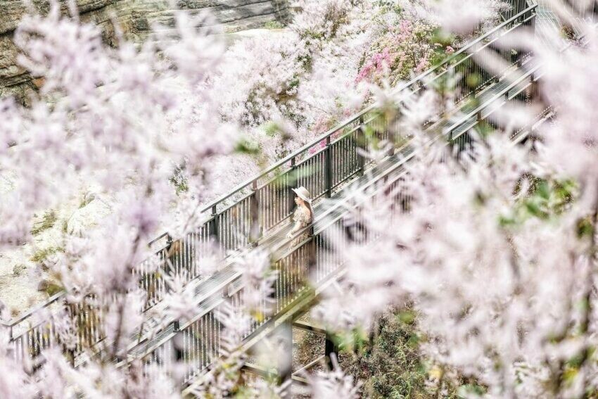 雲林縣古坑鄉雲林登山步道|一篇帶你收藏7條雲林熱門步道,小抹茶山、台版大峽谷、龍過脈森林步道