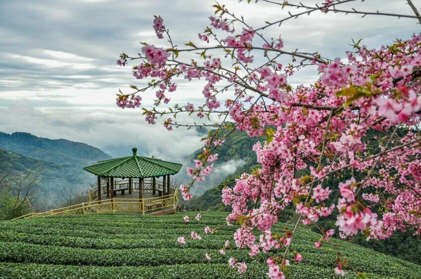 南投縣竹山鎮太極美地|推薦12處竹山鹿谷景點、行程路線,來場充滿仙氣的茶竹文化之旅