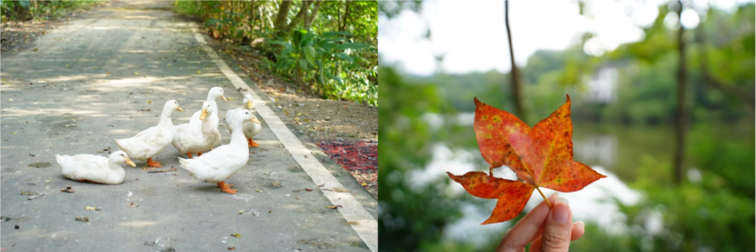 苗栗縣大湖鄉【馬那邦山】苗栗大湖兩天一夜推薦！在森森不息的馬那邦，享受被山嵐、湖光、森林包圍的時光