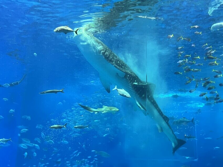 日本【沖繩北部一日遊】沖繩不自駕也好玩，沖繩巴士帶你玩北部熱門景點