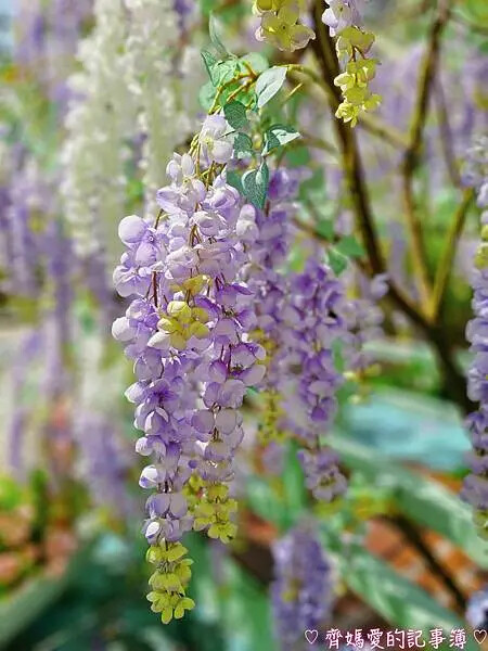 林口三井MITSUI OUTLET PARK「莫內花園秘境」