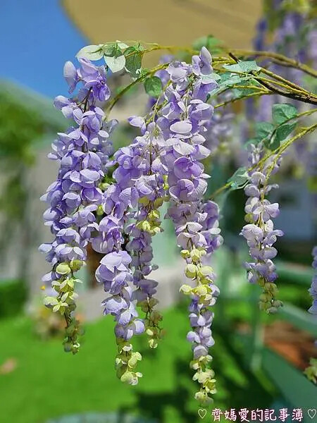 林口三井MITSUI OUTLET PARK「莫內花園秘境」