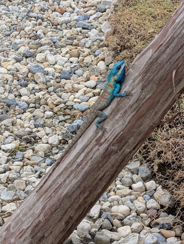 泰國2025清邁清萊7天6夜-D3