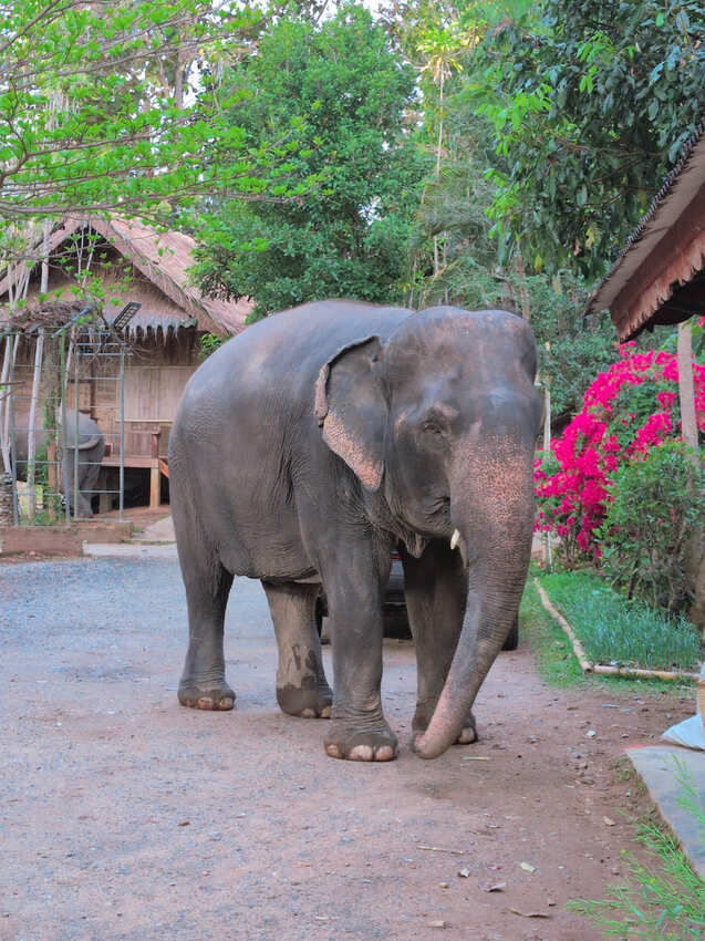 泰國2025清邁清萊7天6夜-D5