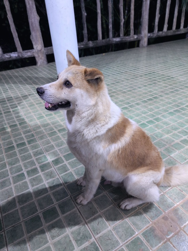 泰國2025清邁清萊7天6夜-D4