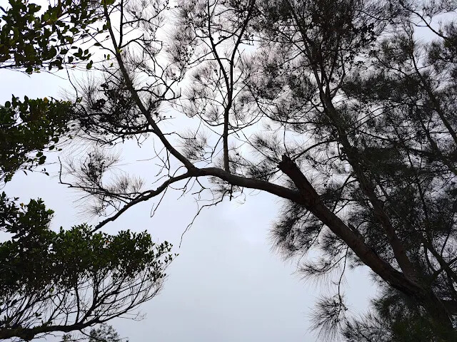 秋茂園