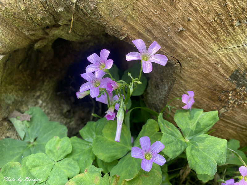 貴子坑親山步道~環狀步道銜接水土保持教學園區 豐富這趟山林行 @Bernice的隨手筆記