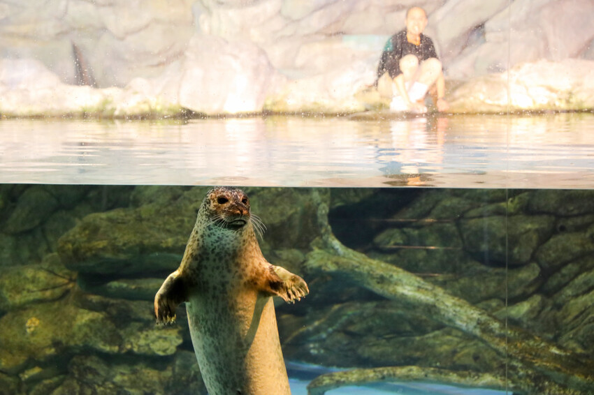 屏東親子旅遊推薦! 夜宿海生館 與魚兒共眠 住宿屏東海生館,後場飼育體驗+夜間探索+潮間帶生態觀察 - 奇奇一起玩樂趣