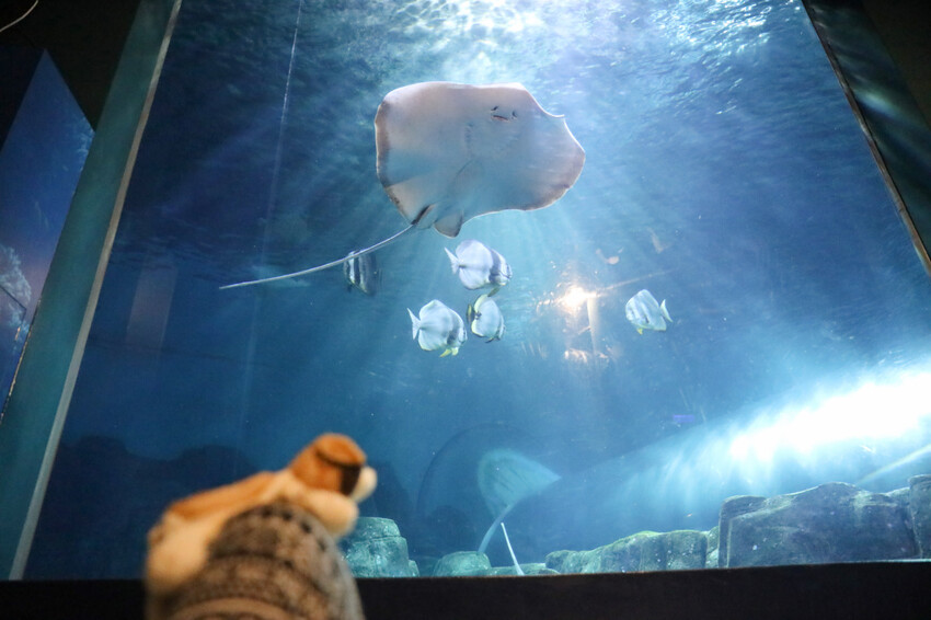 花蓮遠雄海洋公園親親海洋夜未眠 近距離與海豚海獅親近,夜探水族館,與魚共眠超好玩親子行程推薦! - 奇奇一起玩樂趣