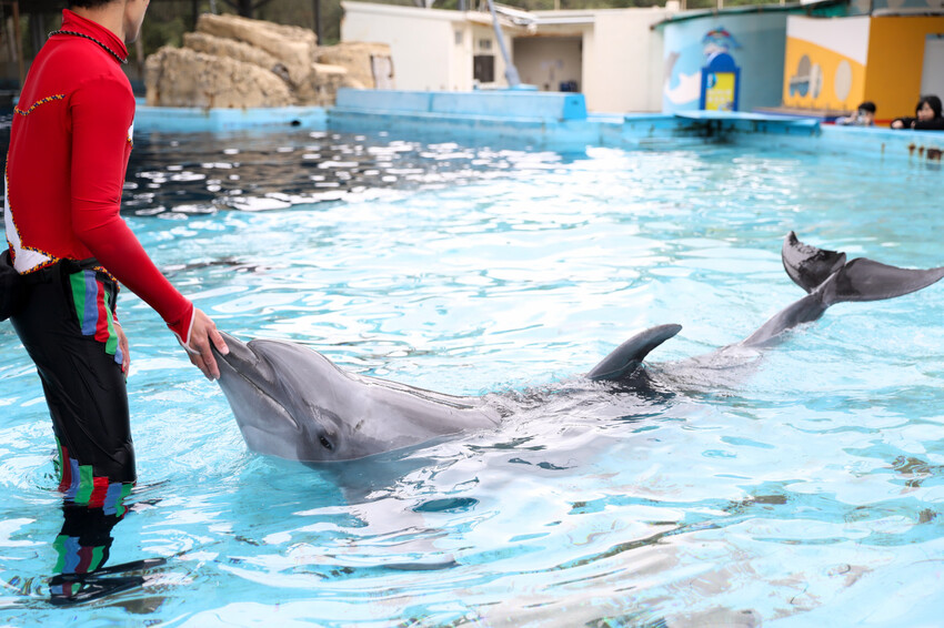 花蓮遠雄海洋公園親親海洋夜未眠 近距離與海豚海獅親近,夜探水族館,與魚共眠超好玩親子行程推薦! - 奇奇一起玩樂趣
