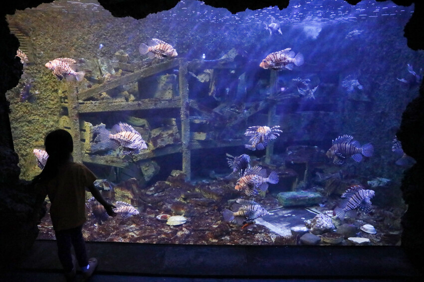 屏東親子旅遊推薦! 夜宿海生館 與魚兒共眠 住宿屏東海生館,後場飼育體驗+夜間探索+潮間帶生態觀察 - 奇奇一起玩樂趣