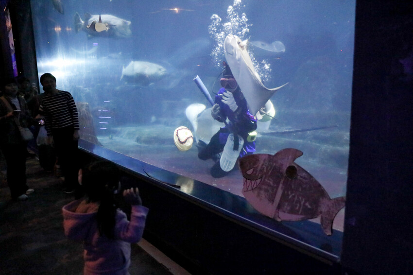 花蓮遠雄海洋公園親親海洋夜未眠 近距離與海豚海獅親近,夜探水族館,與魚共眠超好玩親子行程推薦! - 奇奇一起玩樂趣