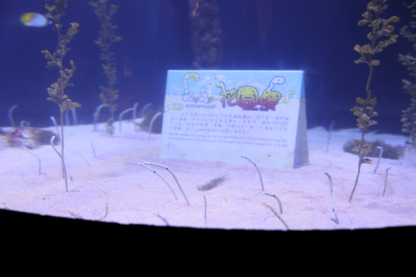 屏東親子旅遊推薦! 夜宿海生館 與魚兒共眠 住宿屏東海生館,後場飼育體驗+夜間探索+潮間帶生態觀察 - 奇奇一起玩樂趣