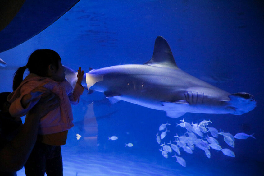 屏東親子旅遊推薦! 夜宿海生館 與魚兒共眠 住宿屏東海生館,後場飼育體驗+夜間探索+潮間帶生態觀察 - 奇奇一起玩樂趣