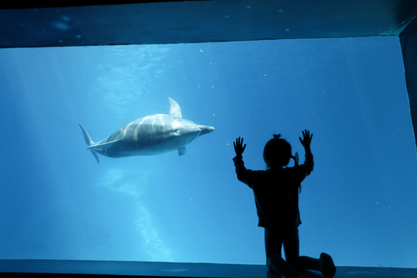 花蓮遠雄海洋公園親親海洋夜未眠 近距離與海豚海獅親近,夜探水族館,與魚共眠超好玩親子行程推薦! - 奇奇一起玩樂趣