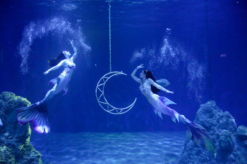 花蓮遠雄海洋公園親親海洋夜未眠 近距離與海豚海獅親近,夜探水族館,與魚共眠超好玩親子行程推薦! - 奇奇一起玩樂趣