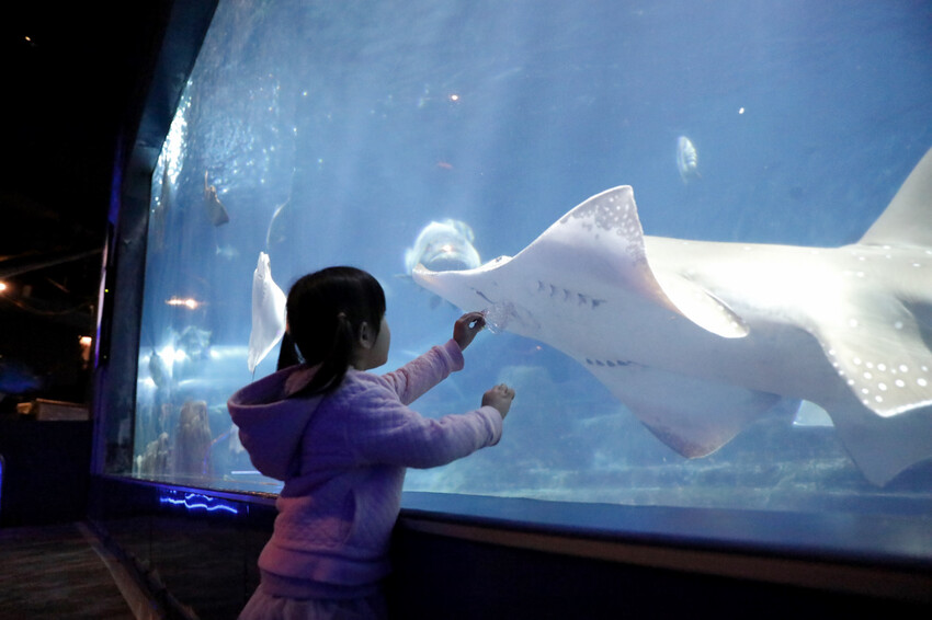 花蓮遠雄海洋公園親親海洋夜未眠 近距離與海豚海獅親近,夜探水族館,與魚共眠超好玩親子行程推薦! - 奇奇一起玩樂趣
