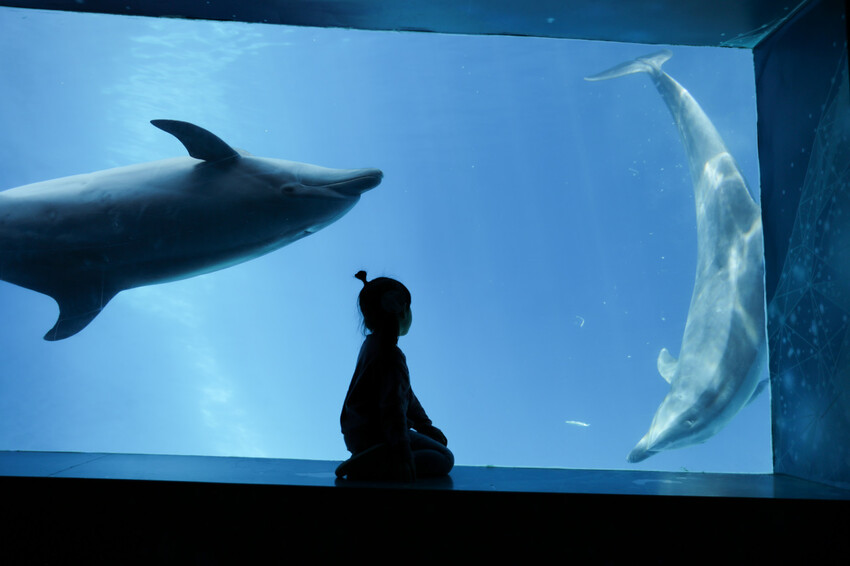 花蓮遠雄海洋公園親親海洋夜未眠 近距離與海豚海獅親近,夜探水族館,與魚共眠超好玩親子行程推薦! - 奇奇一起玩樂趣
