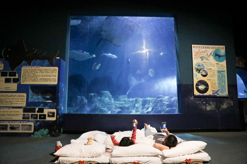 花蓮遠雄海洋公園親親海洋夜未眠 近距離與海豚海獅親近,夜探水族館,與魚共眠超好玩親子行程推薦! - 奇奇一起玩樂趣