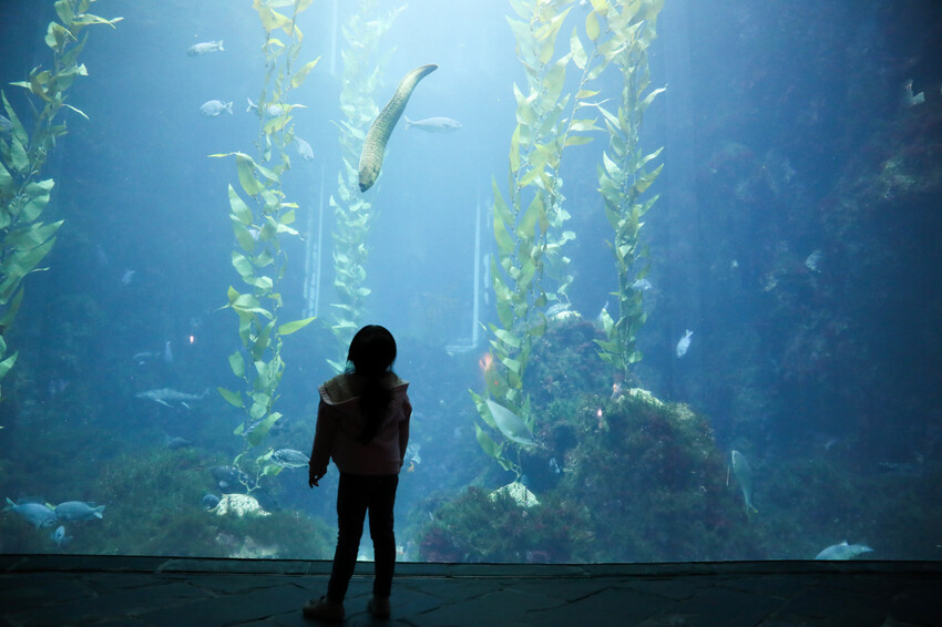 屏東親子旅遊推薦! 夜宿海生館 與魚兒共眠 住宿屏東海生館,後場飼育體驗+夜間探索+潮間帶生態觀察 - 奇奇一起玩樂趣