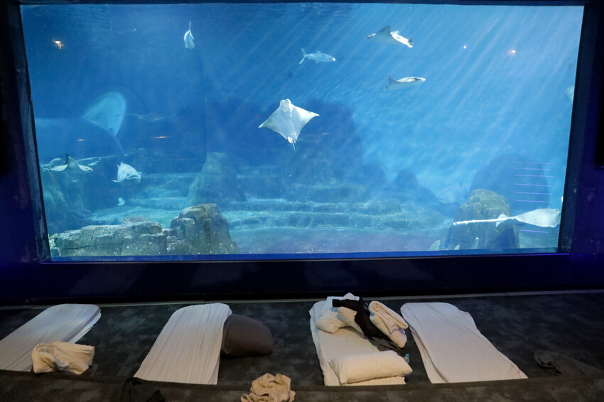 花蓮遠雄海洋公園親親海洋夜未眠 近距離與海豚海獅親近,夜探水族館,與魚共眠超好玩親子行程推薦! - 奇奇一起玩樂趣