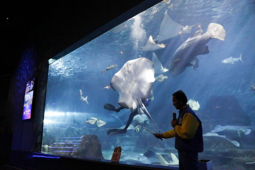花蓮遠雄海洋公園親親海洋夜未眠 近距離與海豚海獅親近,夜探水族館,與魚共眠超好玩親子行程推薦! - 奇奇一起玩樂趣