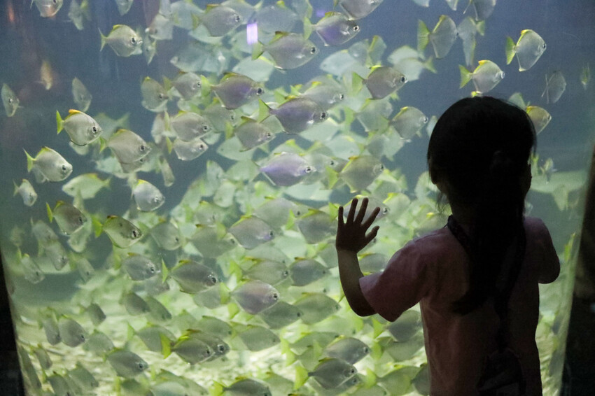 屏東親子旅遊推薦! 夜宿海生館 與魚兒共眠 住宿屏東海生館,後場飼育體驗+夜間探索+潮間帶生態觀察 - 奇奇一起玩樂趣