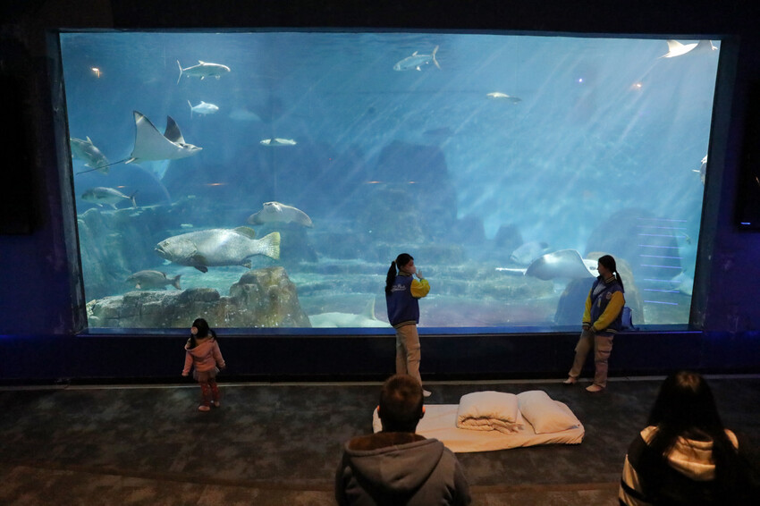 花蓮遠雄海洋公園親親海洋夜未眠 近距離與海豚海獅親近,夜探水族館,與魚共眠超好玩親子行程推薦! - 奇奇一起玩樂趣