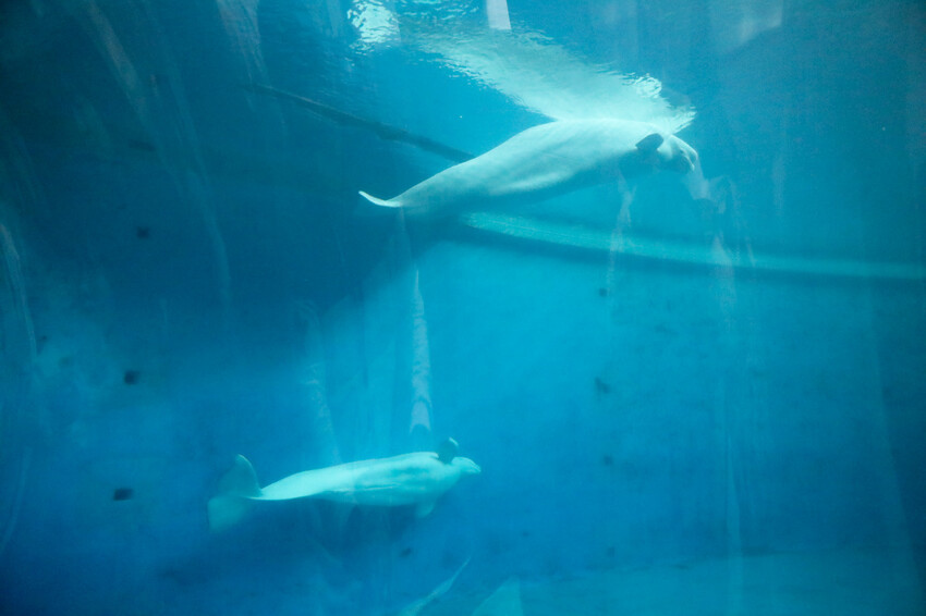屏東親子旅遊推薦! 夜宿海生館 與魚兒共眠 住宿屏東海生館,後場飼育體驗+夜間探索+潮間帶生態觀察 - 奇奇一起玩樂趣