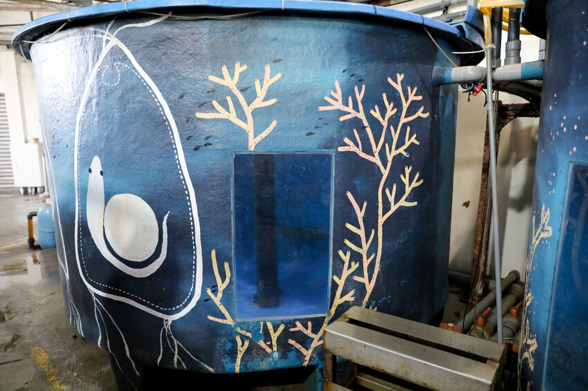 花蓮遠雄海洋公園親親海洋夜未眠 近距離與海豚海獅親近,夜探水族館,與魚共眠超好玩親子行程推薦! - 奇奇一起玩樂趣