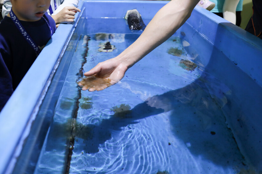 屏東親子旅遊推薦! 夜宿海生館 與魚兒共眠 住宿屏東海生館,後場飼育體驗+夜間探索+潮間帶生態觀察 - 奇奇一起玩樂趣