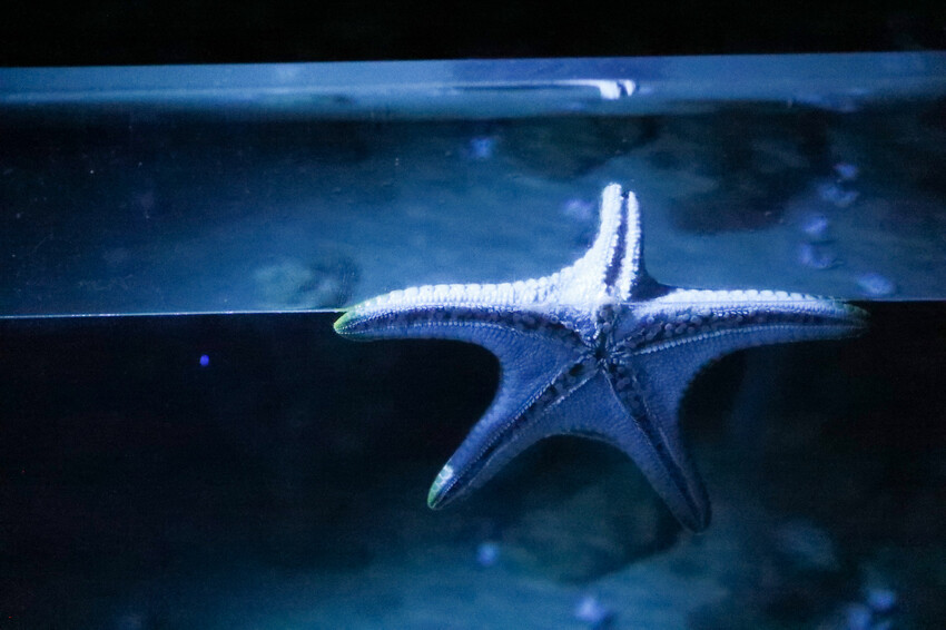 花蓮遠雄海洋公園親親海洋夜未眠 近距離與海豚海獅親近,夜探水族館,與魚共眠超好玩親子行程推薦! - 奇奇一起玩樂趣