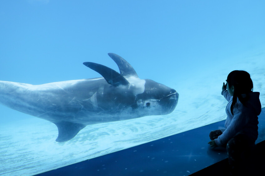 花蓮遠雄海洋公園親親海洋夜未眠 近距離與海豚海獅親近,夜探水族館,與魚共眠超好玩親子行程推薦! - 奇奇一起玩樂趣