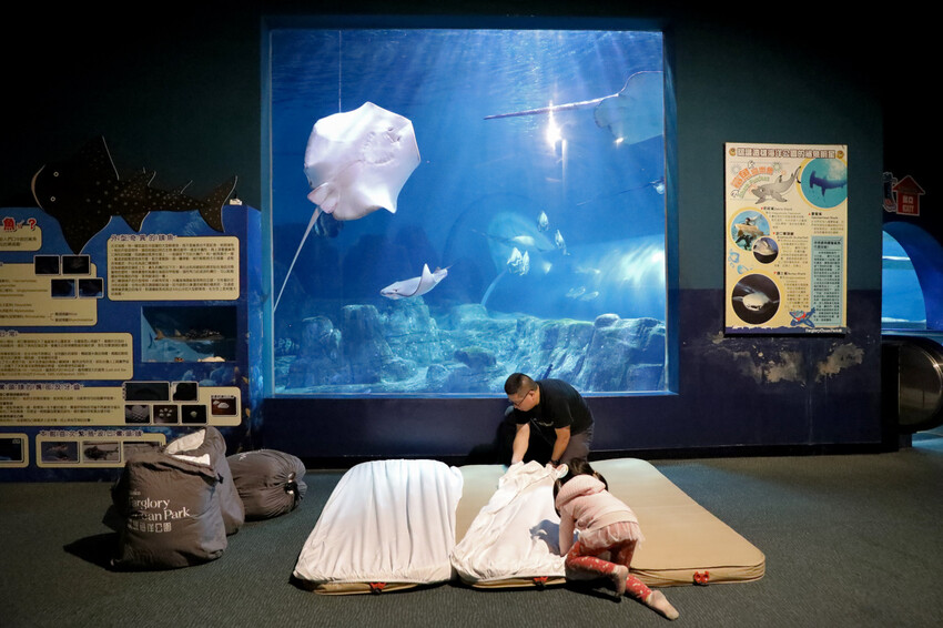 花蓮遠雄海洋公園親親海洋夜未眠 近距離與海豚海獅親近,夜探水族館,與魚共眠超好玩親子行程推薦! - 奇奇一起玩樂趣