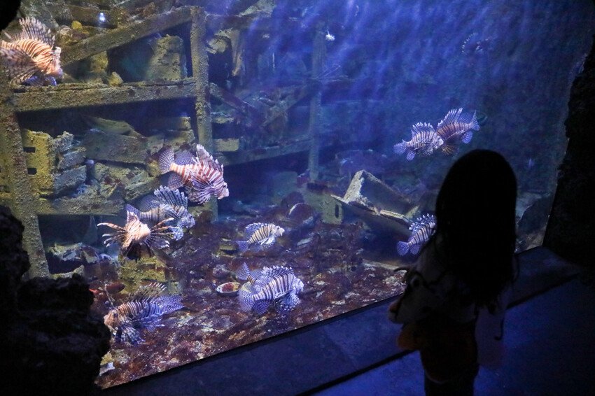 屏東親子旅遊推薦! 夜宿海生館 與魚兒共眠 住宿屏東海生館,後場飼育體驗+夜間探索+潮間帶生態觀察 - 奇奇一起玩樂趣