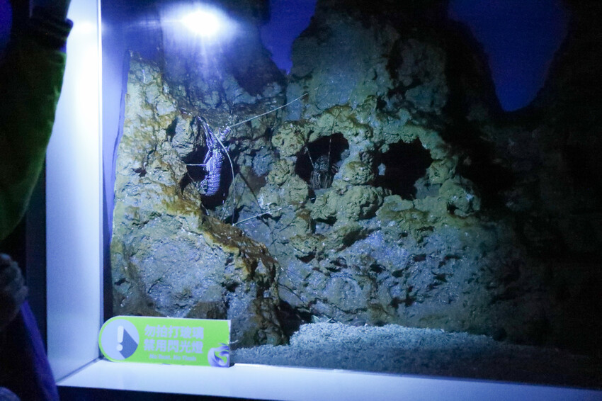 花蓮遠雄海洋公園親親海洋夜未眠 近距離與海豚海獅親近,夜探水族館,與魚共眠超好玩親子行程推薦! - 奇奇一起玩樂趣