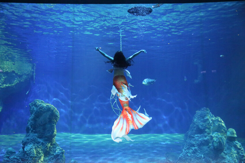花蓮遠雄海洋公園親親海洋夜未眠 近距離與海豚海獅親近,夜探水族館,與魚共眠超好玩親子行程推薦! - 奇奇一起玩樂趣