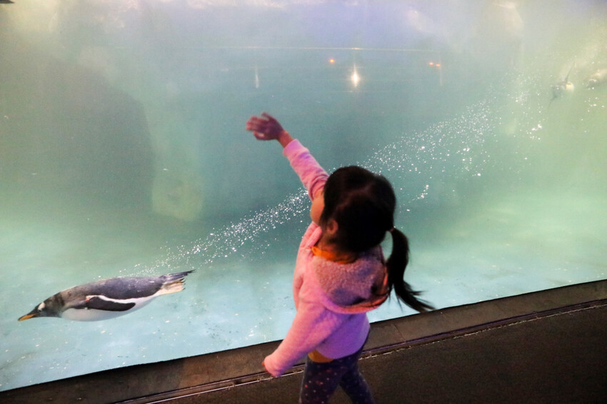 屏東親子旅遊推薦! 夜宿海生館 與魚兒共眠 住宿屏東海生館,後場飼育體驗+夜間探索+潮間帶生態觀察 - 奇奇一起玩樂趣