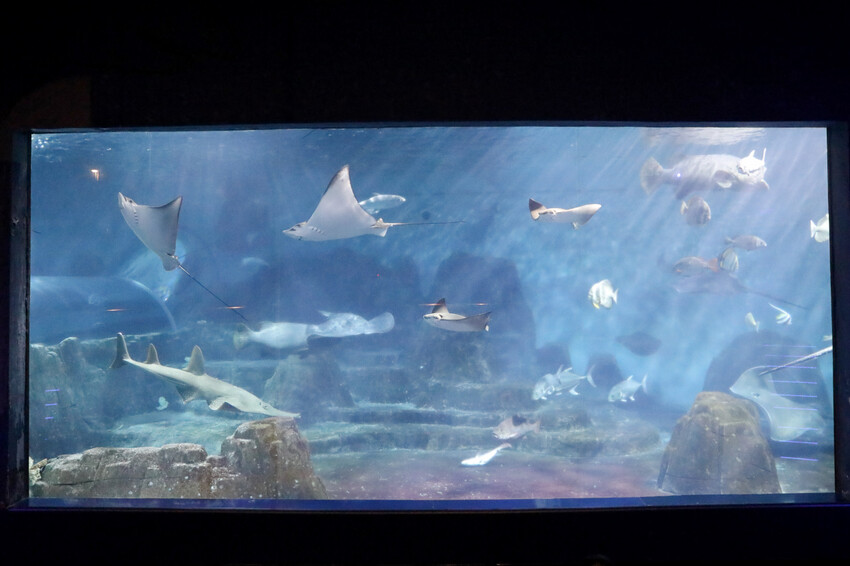 花蓮遠雄海洋公園親親海洋夜未眠 近距離與海豚海獅親近,夜探水族館,與魚共眠超好玩親子行程推薦! - 奇奇一起玩樂趣