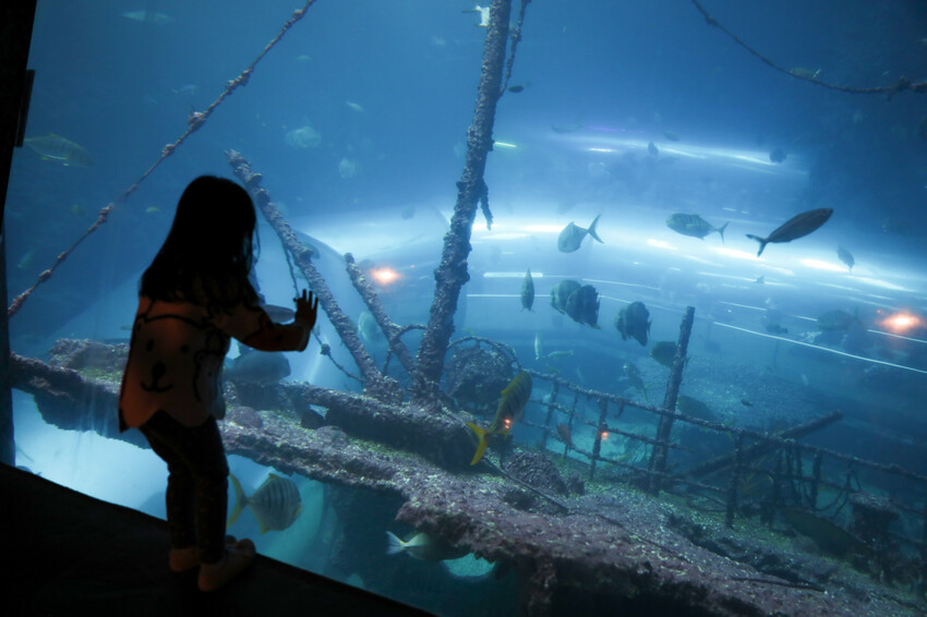 屏東親子旅遊推薦! 夜宿海生館 與魚兒共眠 住宿屏東海生館,後場飼育體驗+夜間探索+潮間帶生態觀察 - 奇奇一起玩樂趣