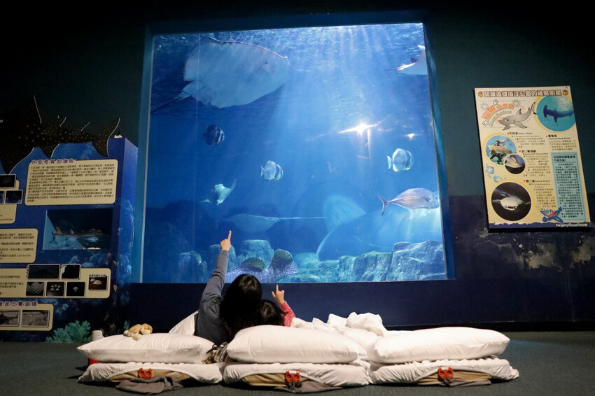 花蓮遠雄海洋公園親親海洋夜未眠 近距離與海豚海獅親近,夜探水族館,與魚共眠超好玩親子行程推薦! - 奇奇一起玩樂趣