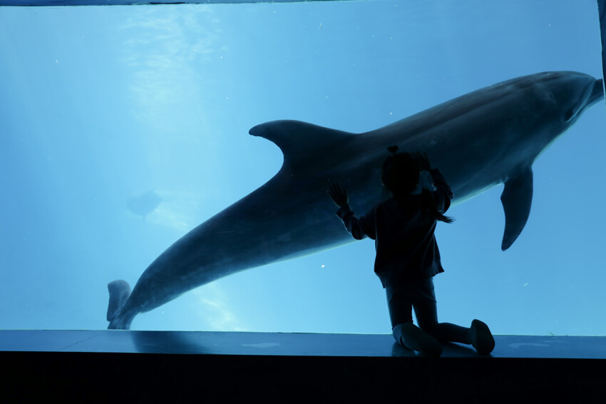 花蓮遠雄海洋公園親親海洋夜未眠 近距離與海豚海獅親近,夜探水族館,與魚共眠超好玩親子行程推薦! - 奇奇一起玩樂趣