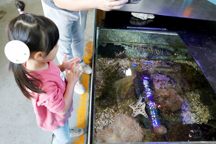 花蓮遠雄海洋公園親親海洋夜未眠 近距離與海豚海獅親近,夜探水族館,與魚共眠超好玩親子行程推薦! - 奇奇一起玩樂趣